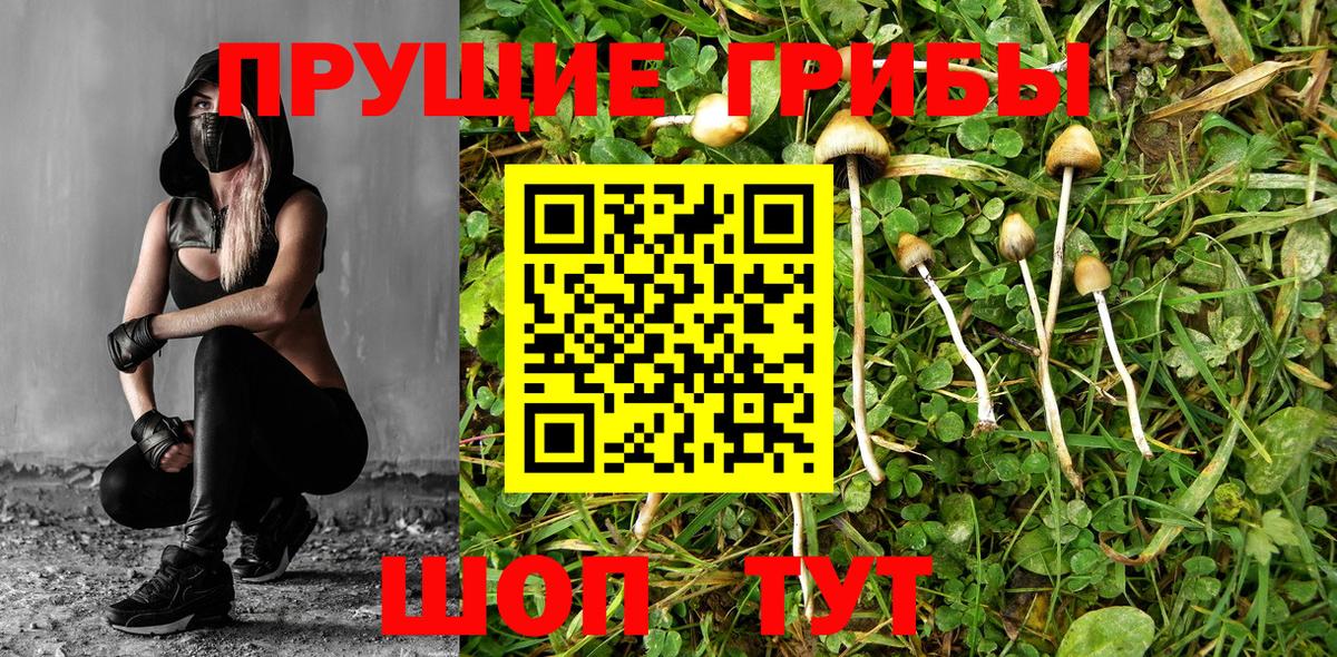 Псилоцибиновые грибы MAGIC MUSHROOMS  Вход с VPN  Сунжа  Галлюциногенные грибы Magic Shrooms 